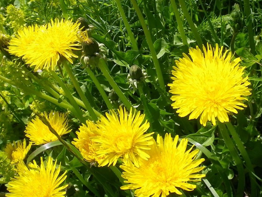 Taraxacum sp.